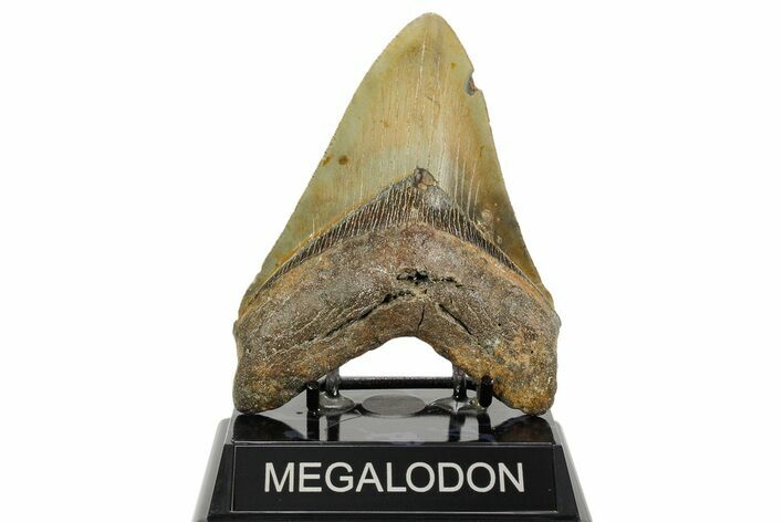 Serrated, Fossil Megalodon Tooth - North Carolina #365975